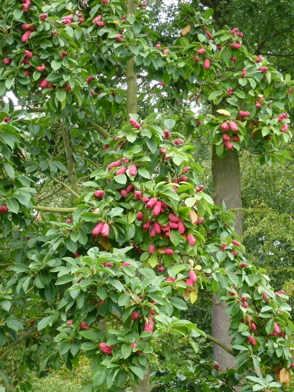 magnolia cylindrica
